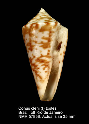 Conus clerii (f) tostesi.jpg - Conus clerii (f) tostesiPetuch,1986